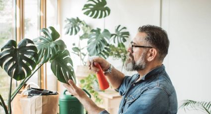 Los 5 errores que no debes cometer para que las plantas sobrevivan en el interior de tu casa