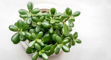 Aprende a multiplicar tu árbol de jade en pocos pasos con un ingrediente sorpresa