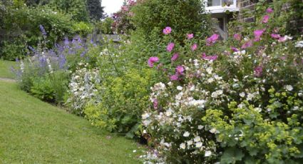 Belleza salvaje: las mejores 10 plantas silvestres para un jardín sin esfuerzo