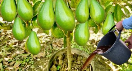 Eleva tu cultivo de aguacates: cómo preparar el abono casero perfecto para tus plantas