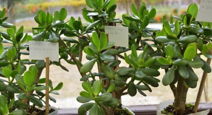 Todo lo que debes saber sobre el árbol de Jade, la planta suculenta más popular del momento 