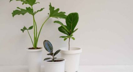 Bienvenida de ensueño: las 3 plantas imprescindibles para decorar la entrada de tu hogar