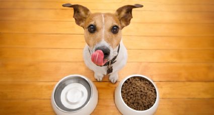 Receta para cuidar la salud de tu mascota con una alimentación variada y de calidad