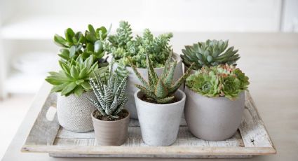 Regala vida y naturaleza: descubre las plantas más sorprendentes y originales que puedes obsequiar