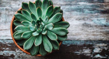 Conocé las plantas que simbolizan el amor, la paz y la abundancia según algunas culturas 