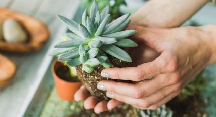 6 trucos caseros para mantener tus plantas radiantes en tu hogar