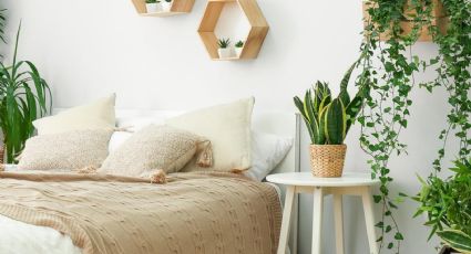 Derribando mitos: los beneficios de dormir con plantas en tu habitación