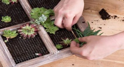 Verde y Vintage: Construye un jardín vertical reciclando una ventana vieja