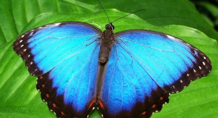 Atrayendo la belleza: las 10 plantas que transformarán tu jardín en un paraíso de mariposas