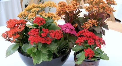 La Kalanchoe blossfeldiana: una planta resistente y colorida que debes tener en tu hogar 