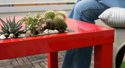 Decora con vida: 3 plantas ideales para tu centro de mesa