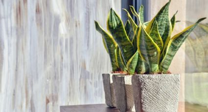 Sansevieria: la planta que no necesita cuidados y que luce en cualquier espacio