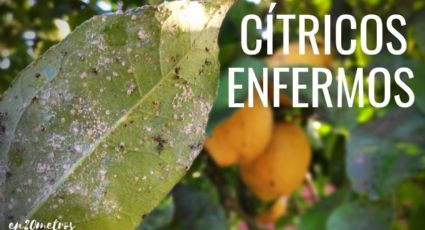Especialistas revelan: solución casera para el pulgón en limoneros