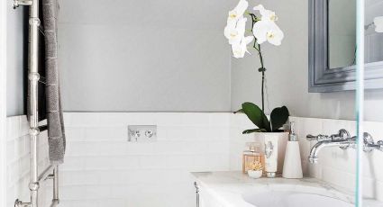 Según el Feng Shui, estas son las tres plantas que sí o sí deben estar en tu baño