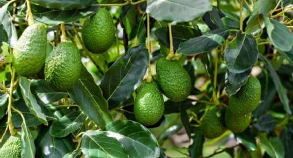 Árbol de Aguacate en casa: consejos clave para su cultivo