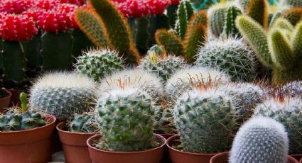 Cómo elegir la maceta, el sustrato y el riego adecuados para tu planta de cactus