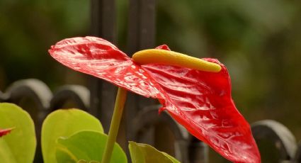 El anturio rojo: la planta mágica que armoniza tu ambiente según el feng shui