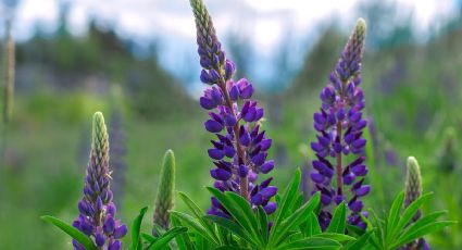 Lupines: la planta que aleja las plagas y embellece tu espacio verde