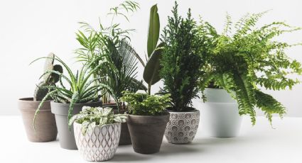 Protege tus plantas de los hongos con este truco casero de jardineria