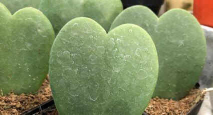 Cuidados esenciales para tu Hoya kerrii, la planta de San Valentín