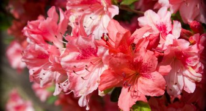 Azaleas: las plantas de la buena suerte para tu hogar