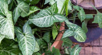 Conoce cuáles son las plantas tóxicas que podrían habitar tu jardín