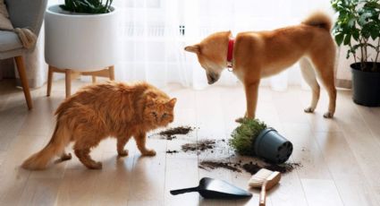 Perros y gatos: mantén a tus mascotas lejos y a salvo de estas plantas tóxicas