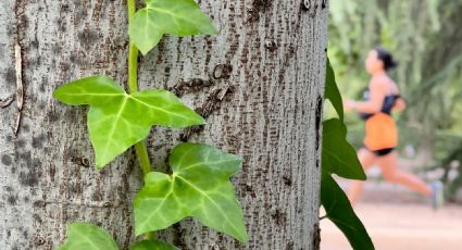 Cuidados y curiosidades de esta planta trepadora que va a decorar tu casa durante todo el año