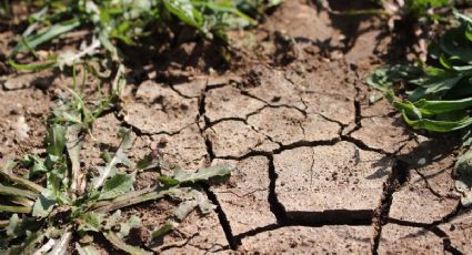 No la botes: la tierra seca de las plantas prueba estos dos métodos para recuperarla y reutilizarla