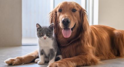 Cuidado de mascotas: remedio casero para combatir pulgas y garrapatas con ingredientes cotidianos