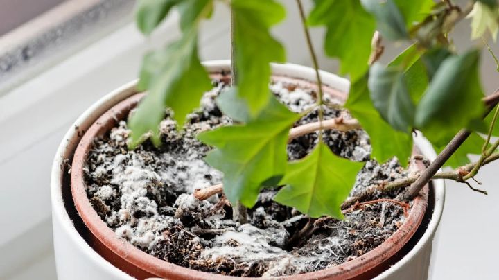 Si descubriste que tus plantas tienen moho sigue al pie de la letra la guía de expertos en jardinería