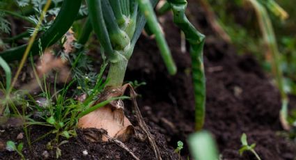 Jardín en crecimiento: claves para una germinación exitosa de semillas y el cuidado de tus plantas