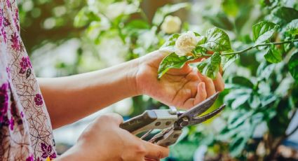 Plantfulness, la tendencia en redes sociales que promueve la calma a través de las plantas