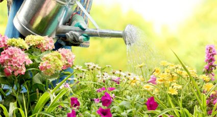 Guía para regar tus plantas: cómo detectar si te estás quedando corto con el agua