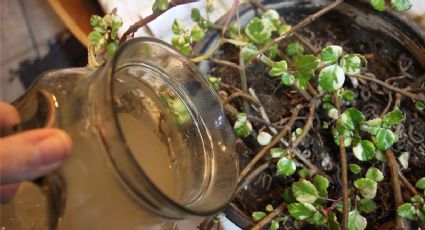 Revive tus plantas con este fertilizante casero hecho de restos de comida