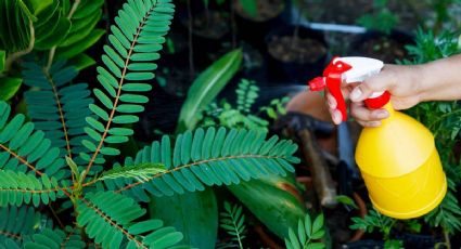 Bicarbonato de sodio: el secreto para mantener tus plantas frescas y sanas