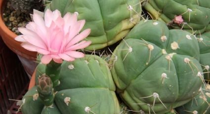 Consejos para plantas para un crecimiento saludable: cómo cuidar tu cactus gymnocalycium