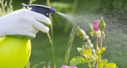 Efectos del detergente en las plantas: mitos, verdades y consejos