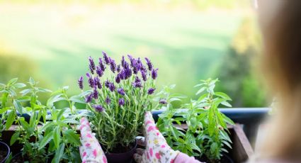 Descubre el poder de la lavanda: tres razones para tener esta planta en casa y atraer el amor