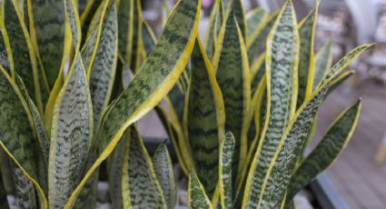 Respira tranquilidad: las mejores plantas de interior para purificar el aire