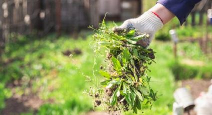 Consejos para eliminar la maleza y mantener el jardín libre de invasoras sin dañar las plantas