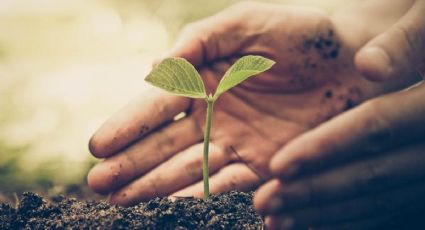 Secretos del abono: cómo y cuándo nutrir sus plantas, para un jardín radiante