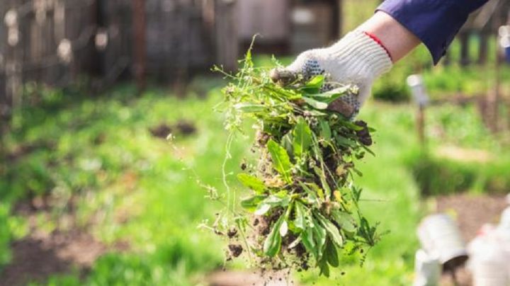 Consejos para eliminar la maleza y mantener el jardín libre de invasoras sin dañar las plantas