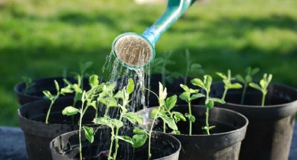 Truco casero para viajeros: cómo mantener tus plantas saludables mientras disfrutas de tus vacaciones