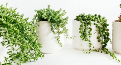 Decora con estilo: cinco plantas suculentas colgantes ideales para tu casa