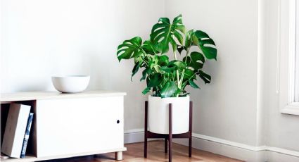 Aumenta tu productividad: las plantas ideales para decorar tu oficina