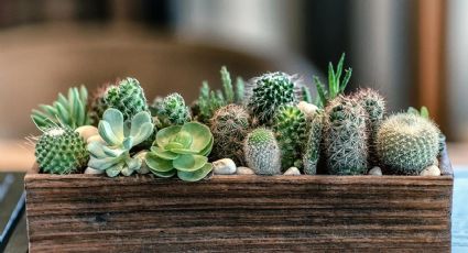 Sostenibilidad en casa: minimacetas para plantas cactus y suculentas con corchos de vino