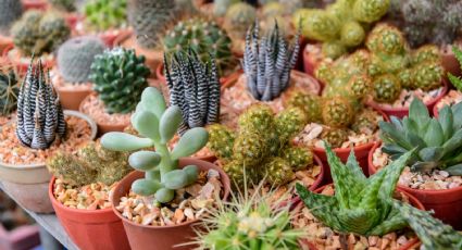 Descubre el mejor lugar para colocar tus plantas suculentas y llenar tu hogar de buena vibra