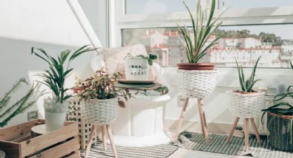 Resistentes al calor: tres tipos de plantas ideales para decorar tu casa