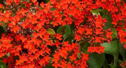 Secretos para el cuidado de la planta Kalanchoe: mantenla radiante por mucho tiempo